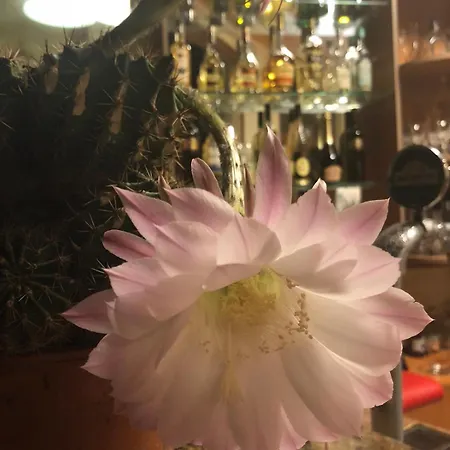 Otel Sunny Paradise Family Naousa