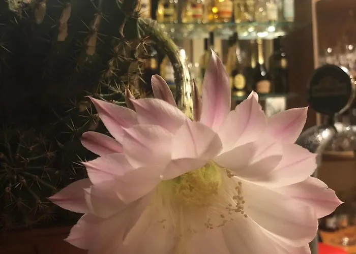 Ξενοδοχείο Sunny Paradise Family Kiten (Burgas)